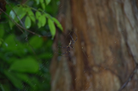 daintree_spider.jpg